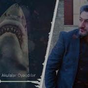 Yatmiyib Akulalar Oyaqdilar