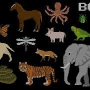 Rainforest Animals 3 Book Version Primates Big Cats Extinct And More The Kids Picture Show