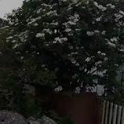 Яна Дам Олиш Куни