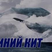 Синий Кит Игра На 50 Заданий