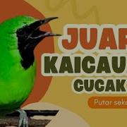 Pancingan Cucak Ijo Gacor Buka Paruh Bikin Lawan