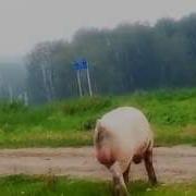 Хряк С Большими Яйцами