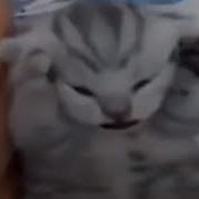 Кот Орёт Мем Оригинал