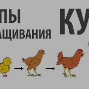 Выращивание Курей На Яйцо