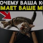Если Ваша Кошка Заняла Ваше Место Она Пытается Сказать Вам Это