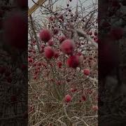 Утро Тишина Мороз