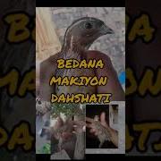 Мода Бедана Овози