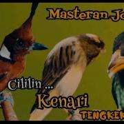 Masteran Celilin Kenari Dan Tokek Boto