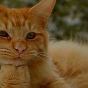 Я Князь А У Меня Рукава Грязные