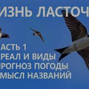 Пение Ласточек И Других Птиц