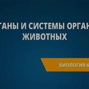 Биология 8 Класс Особенности Строения Организма Животных