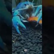 Особа Голубых Кровей