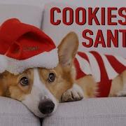 Topi The Corgi Feady For Xmas
