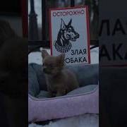 Очень Злая Собака