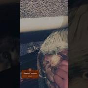 Я Здесь Власть Я Хозяйка