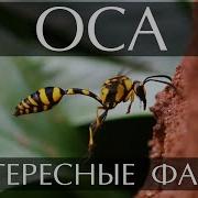 Осы Интересные Факты