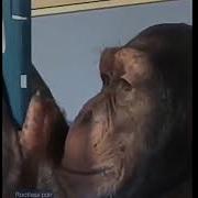 Smart Chimp On A Smartphone