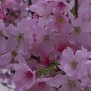 Нереально Красиво Цветение Сакуры И Музыка Души Hd 1080