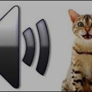 Слушать мяуканье кошек