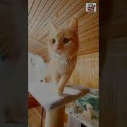 Кот Чернуха Поведал О Своём Самом Большом Богатстве