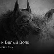 Белый Волк Песня
