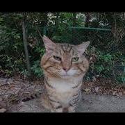 Кот Носок Оригинал