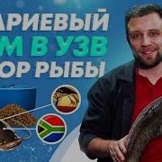 Африканский Клариевый Сом
