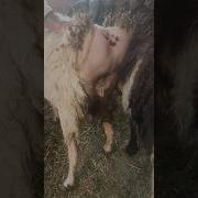 رجل ينيك ماعز