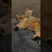 Попался На Крючок