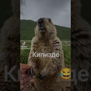 Орущей Бобёр