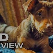 A Dog S Way Home First 10 Minutes