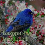 Оҳанги Баҳор Наврӯз