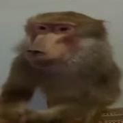Я Все Минус Кишлак