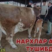 Борз