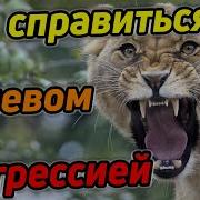 Как Справиться Со Своей Злостью И Агрессией