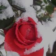 წითელი ვარდები