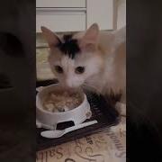 Кушаем Кушаем Никого Не Слушаем