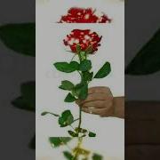 Сиз Кутган Кушик Согиндим
