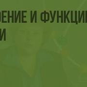 Строение И Функции Кожи 8 Класс