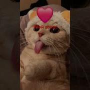 Speed Up Про Котиков