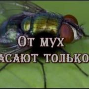 Буктрейлер По Книге Я Ларри Необыкновенные Приключения Карика И Вали