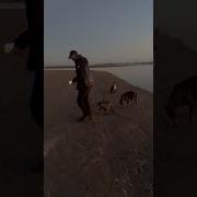 О Собаке Минус