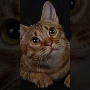 Крик Кошек При Драке