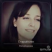 Софья Сергеева Старый Клен