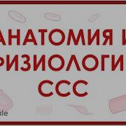 Сердеч Сосуд Система И Кровеносная