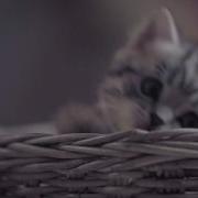 Whiskas Реклама