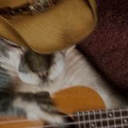 Кот Играет На Гитаре Кантри Музыку Country Music Cat Plays Guitar