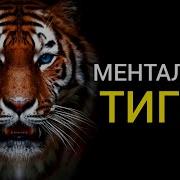 Менталитет Тигра