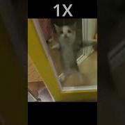 Хепи Хепи Хепи Кот