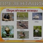 Презентация Для Дошкольников Перелетные Птицы Осенью